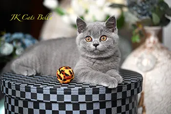 litterb (17) copy